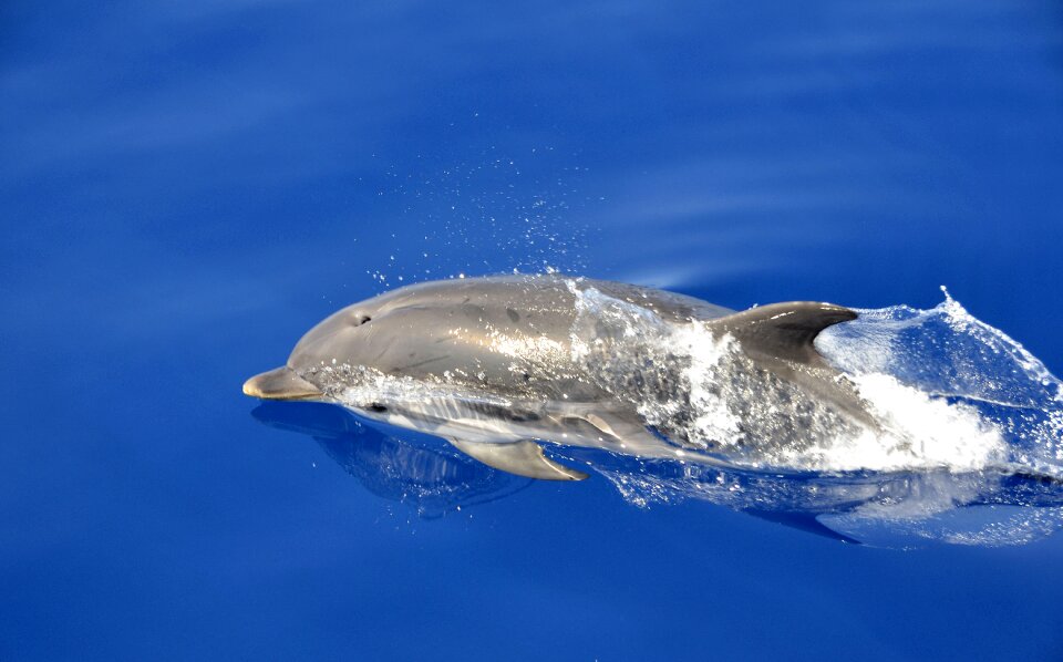 Dolphin swimming blue