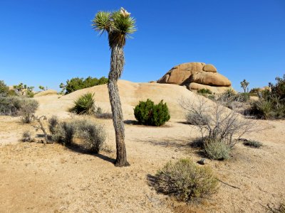 Joshua Tree NP in CA