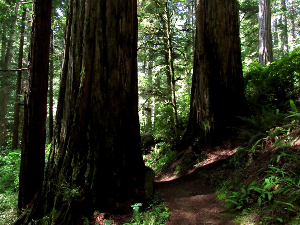 Jedediah Smith Redwoods SP in California
