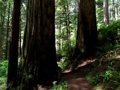 Jedediah Smith Redwoods SP in California