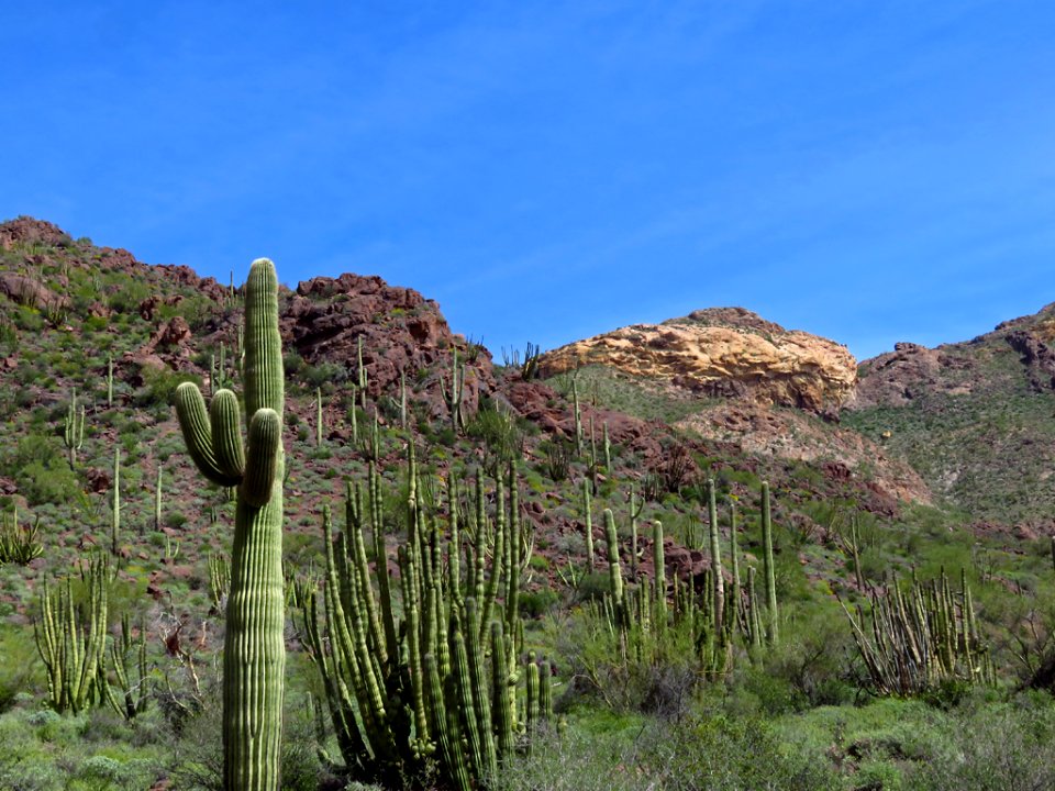 Organ Pipe Cactus NM in AZ