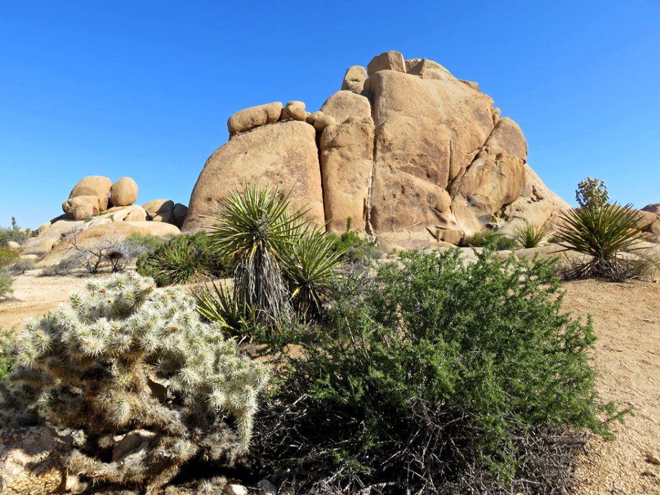 Joshua Tree NP in CA
