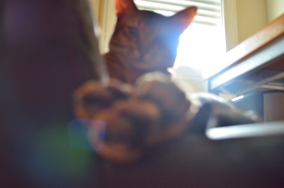 Mi gato Puma