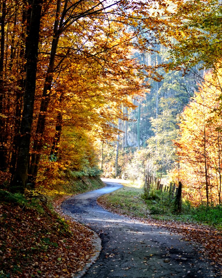Trees nature leaves