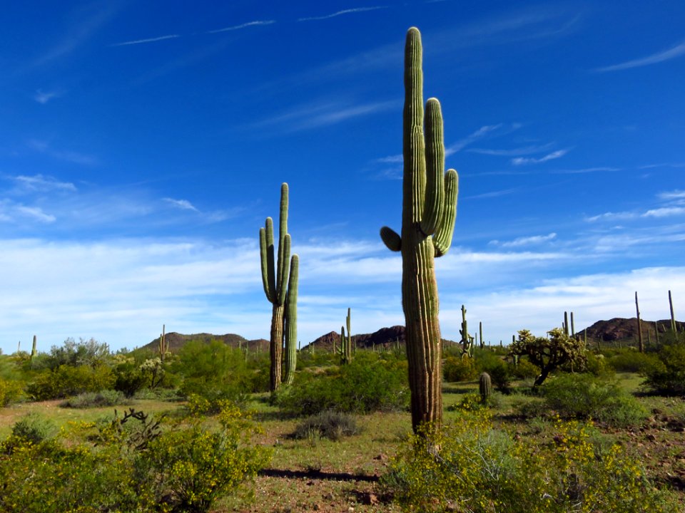 Organ Pipe Cactus NM in AZ