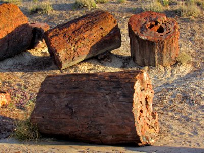 Crystal Forest at Petrified Forest NP in Arizona