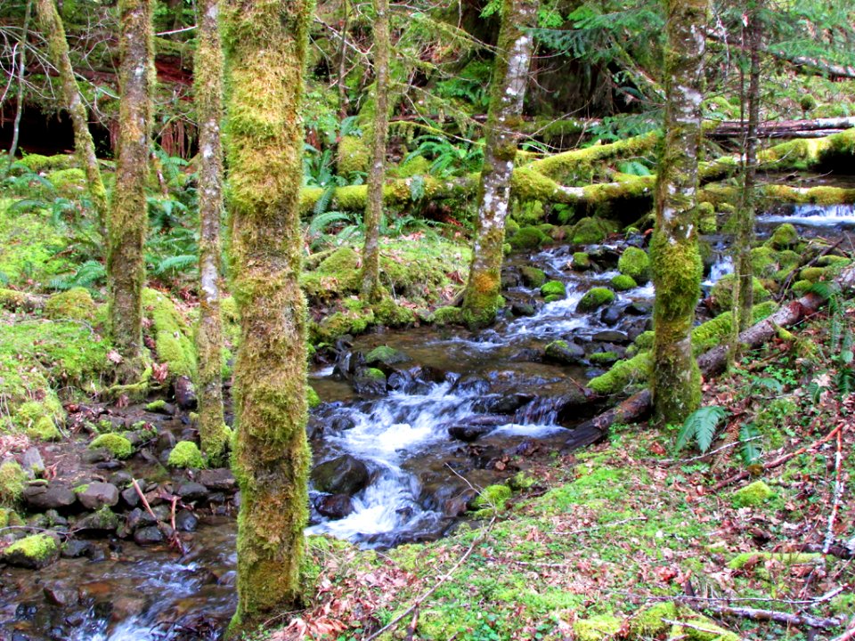 Gifford Pinchot NF in WA
