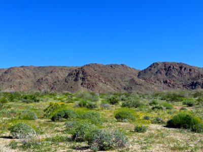 Cottonwood Spring with Wildflowers at Joshua Tree NP in CA photo