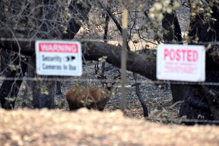 2018 Carr Fire