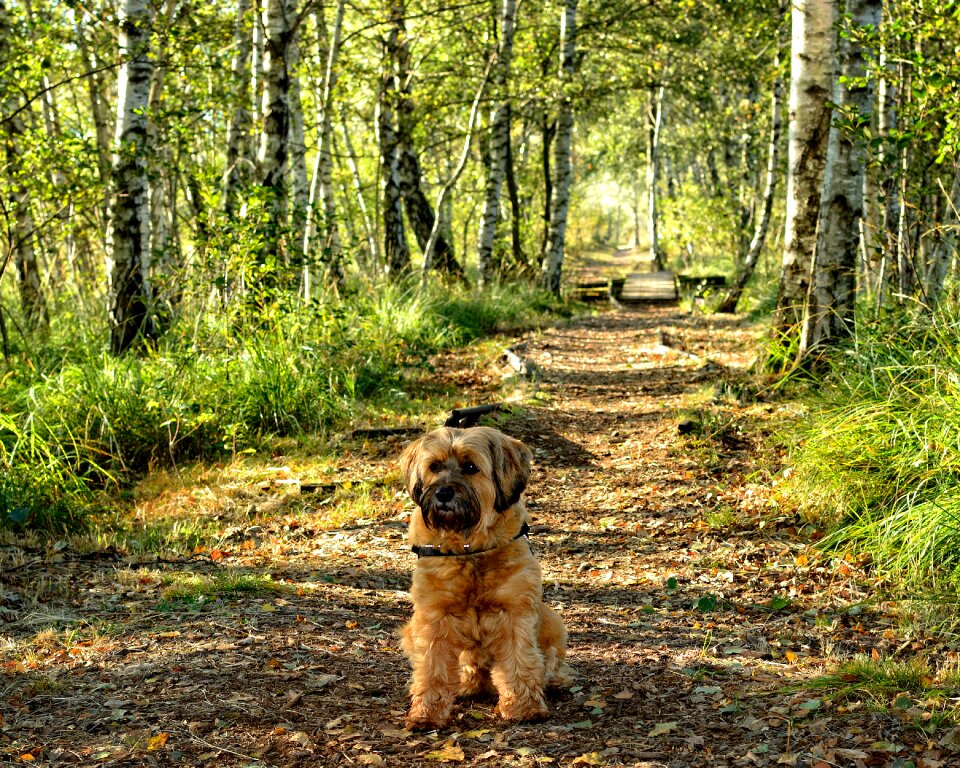 Forest nature away path