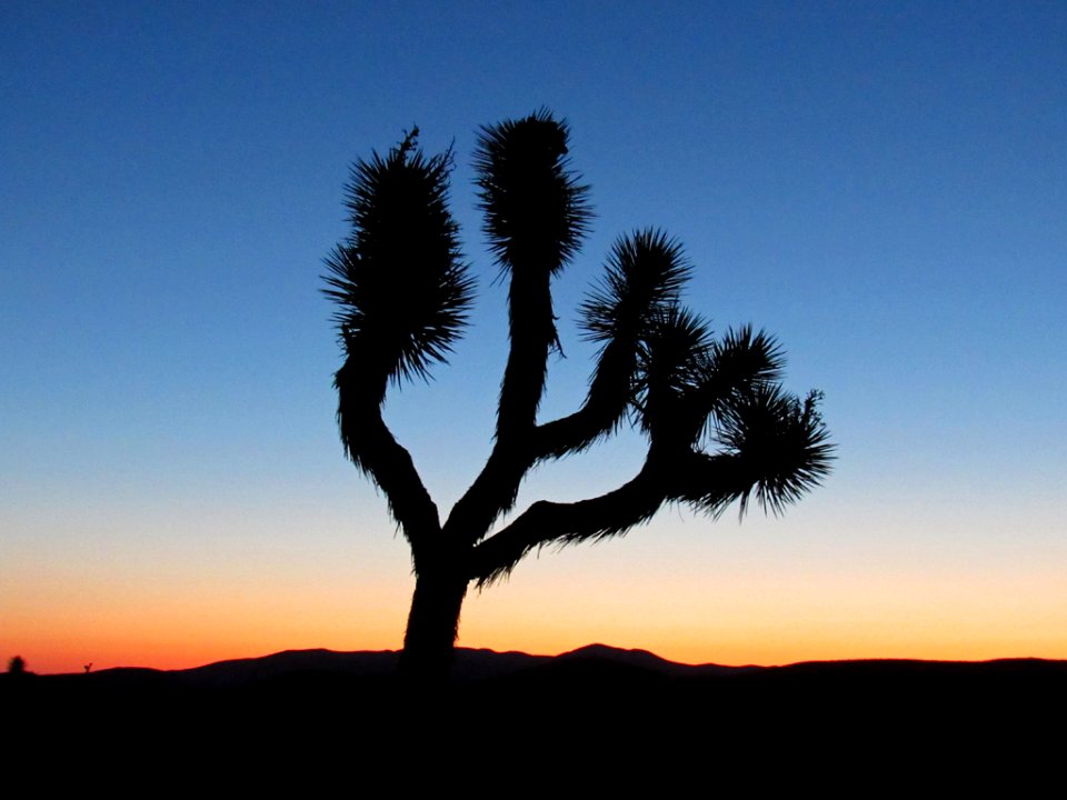 Sunset at Joshua Tree NP in California
