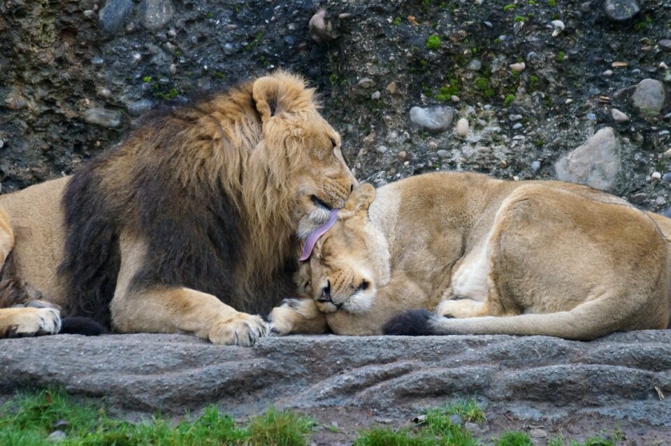 Male lioness big cat
