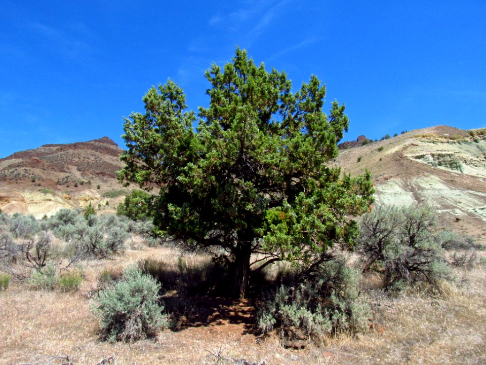 Flood of Fire Trail at John Day Fossil Beds in OR