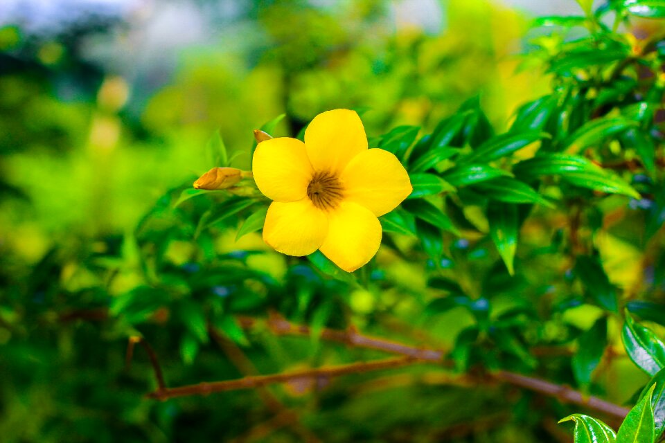 Nature roses garden