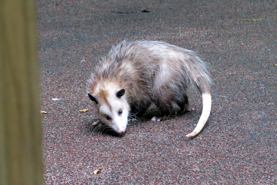 Opossum