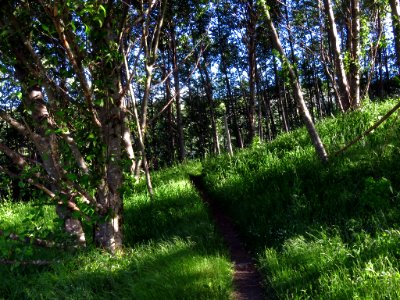 Coldwater Lake Trail at Mt. St. Helens NM in Washington photo