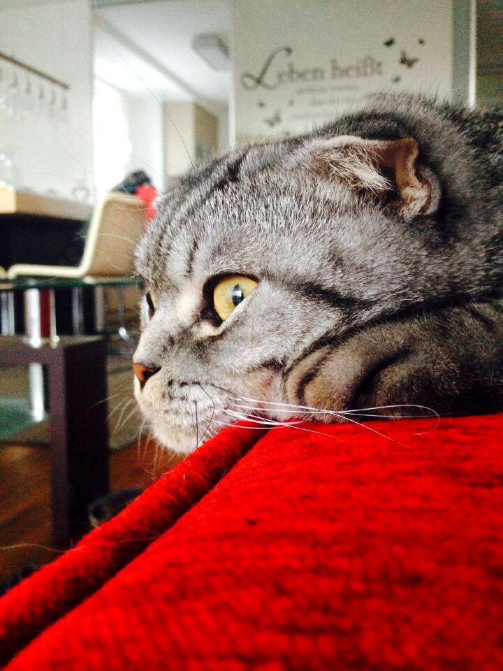Cat pet cute
