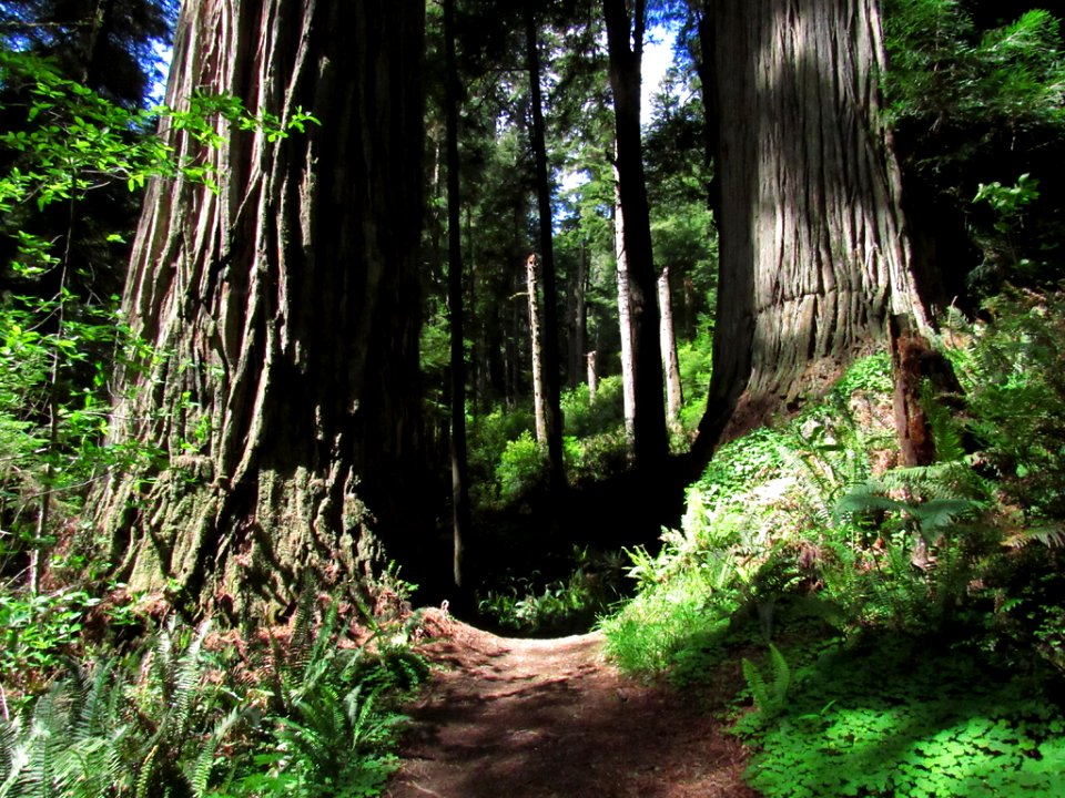 Jedediah Smith Redwoods SP in California