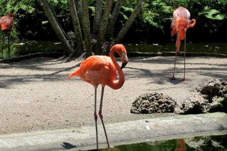 Flamingoes photo