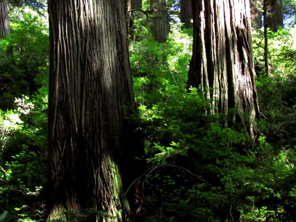 Jedediah Smith Redwoods SP in California