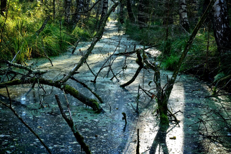 Nature nature reserve landscape