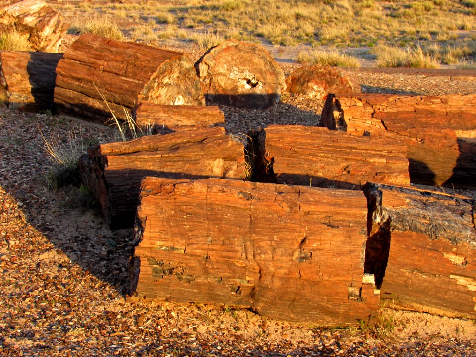 Crystal Forest at Petrified Forest NP in Arizona