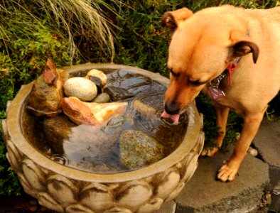 Rosie drinking fresh rain water from the lotus fountain with her delicate pink tongue, Superdog, "S" symbol, red Tibetan Buddhist blessing cord, rocks, spring, A Garden for the Buddha, Seattle, Washington, USA photo