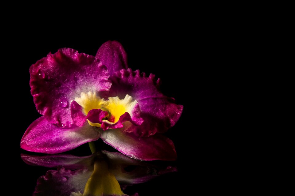 Orchids mirroring close up