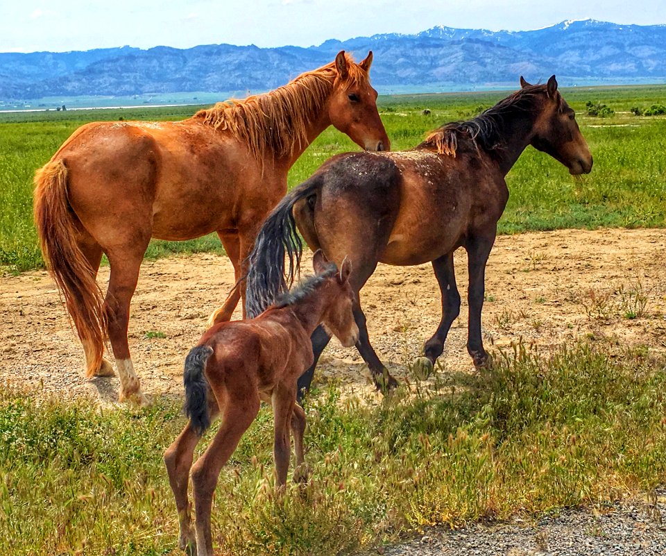 BLM Applegate Field Office Wild Horses