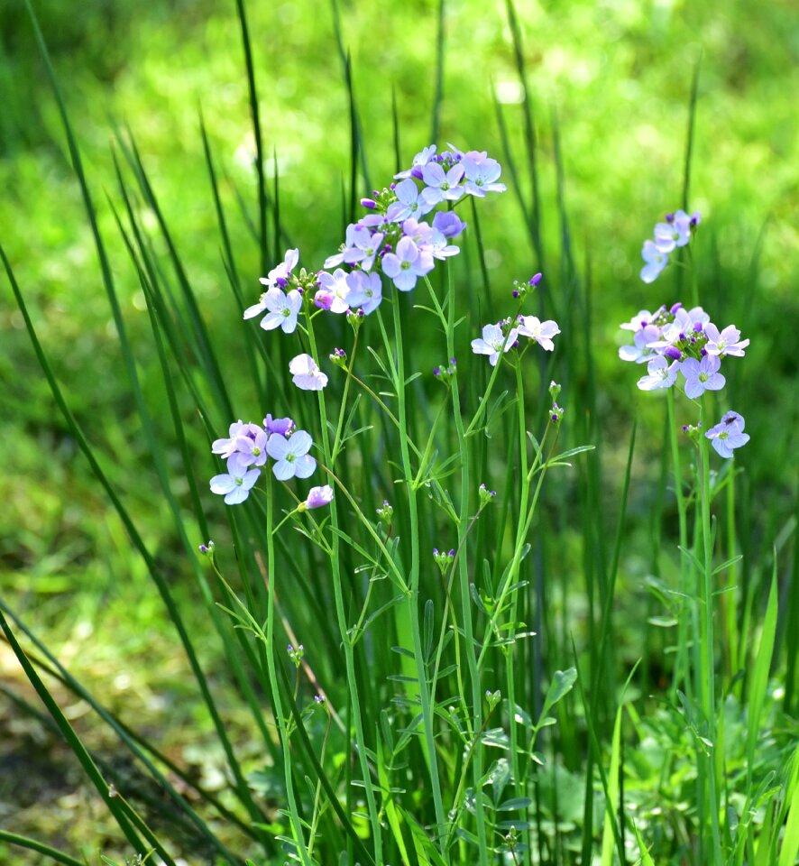 Nature small flower plant