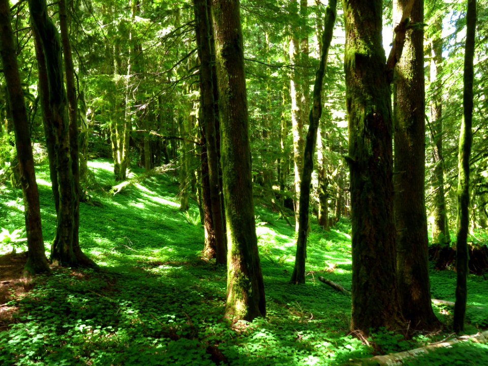 Saddle Mountain Trail in OR