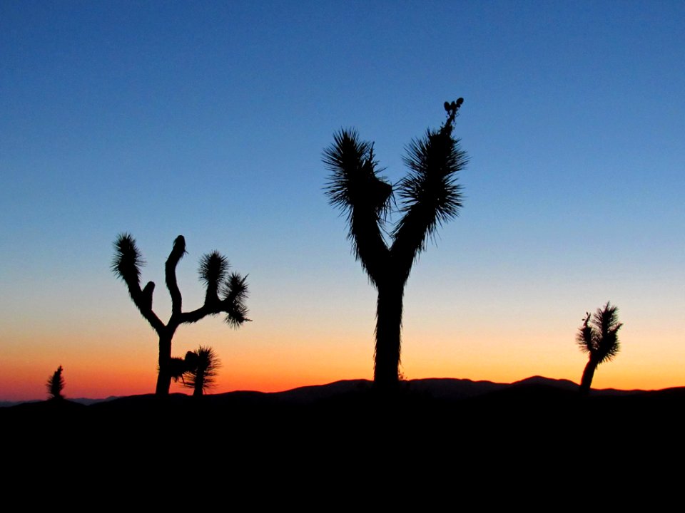 Sunset at Joshua Tree NP in California