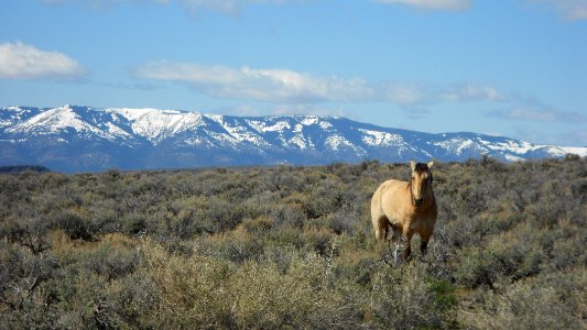 CONTEST WINNER: Wild Horse in the Applegate Field Office.