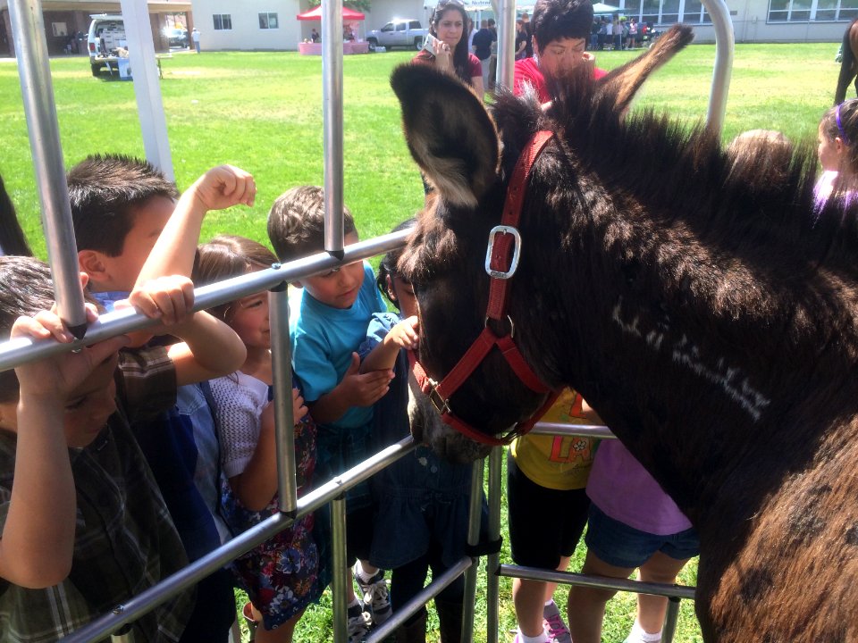 Manteca Elementary School Ag Days