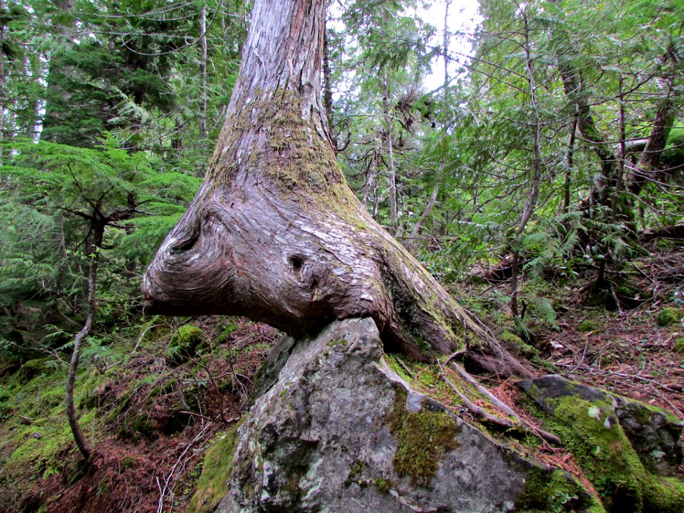 McKenzie River Trail in Central OR