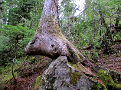 McKenzie River Trail in Central OR