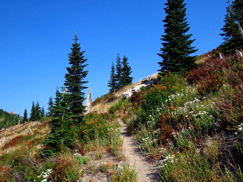 Mt. Margaret Backcountry in WA