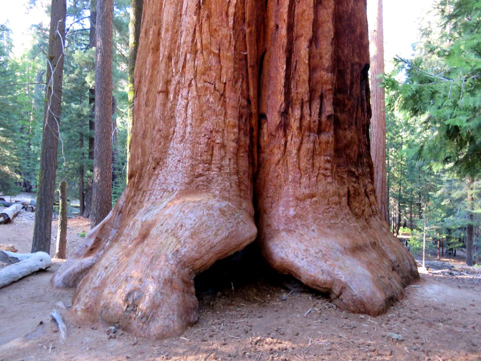 Trail Of 100 Giants at Sequoia NF in CA