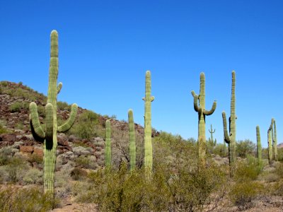 Organ Pipe Cactus NM in Arizona