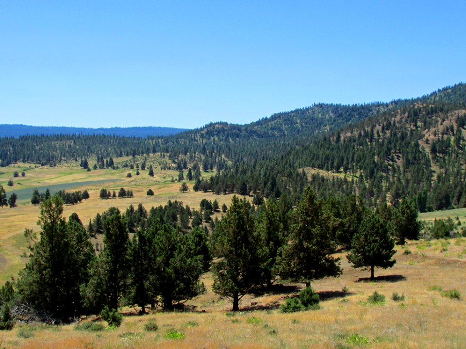 Landscape in Central OR