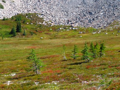 Goat Rocks Wilderness in WA