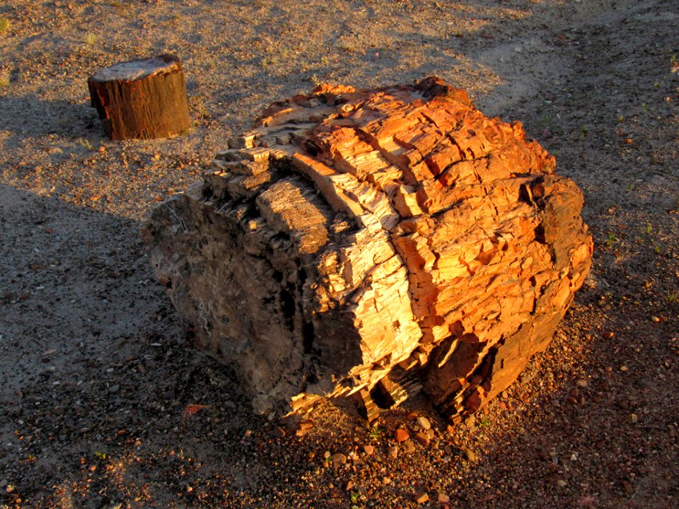 Crystal Forest at Petrified Forest NP in Arizona