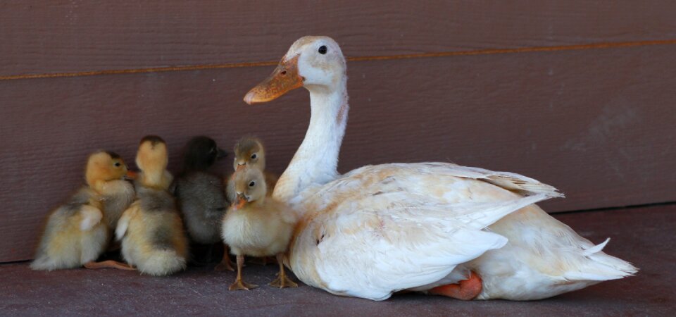 Farm animal duckling photo