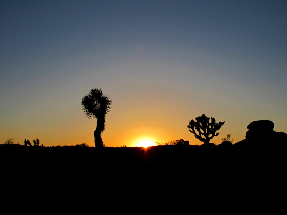 Sunset at Joshua Tree NP in California