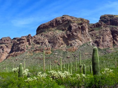 Organ Pipe Cactus NM in AZ photo