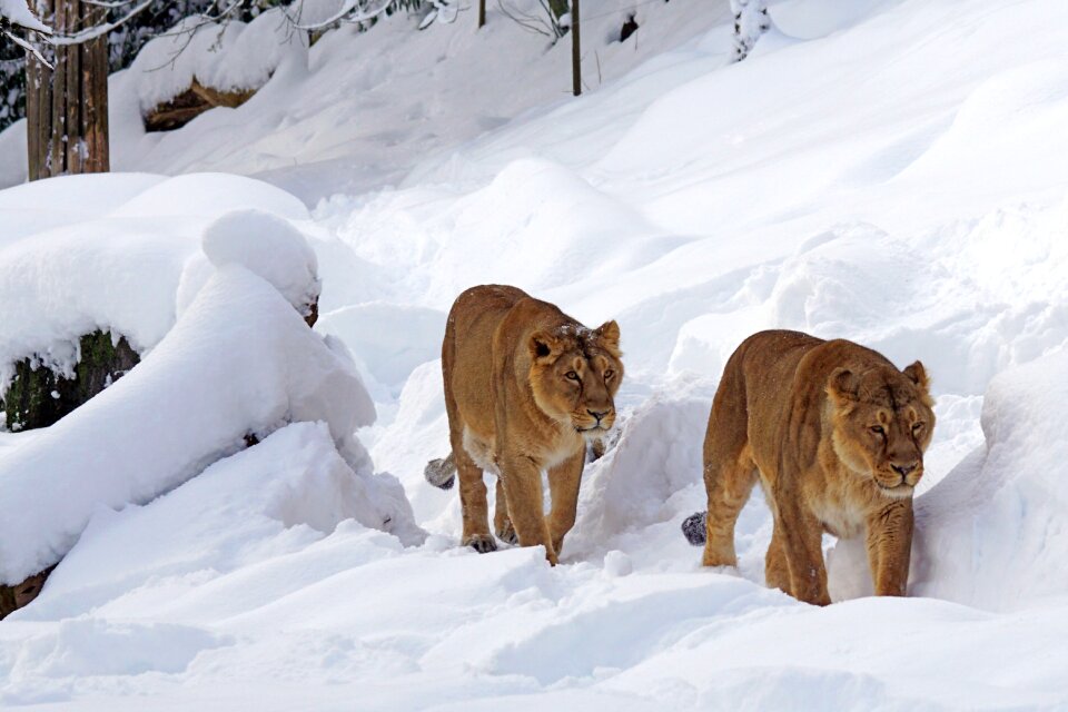 Predator lion females zoo