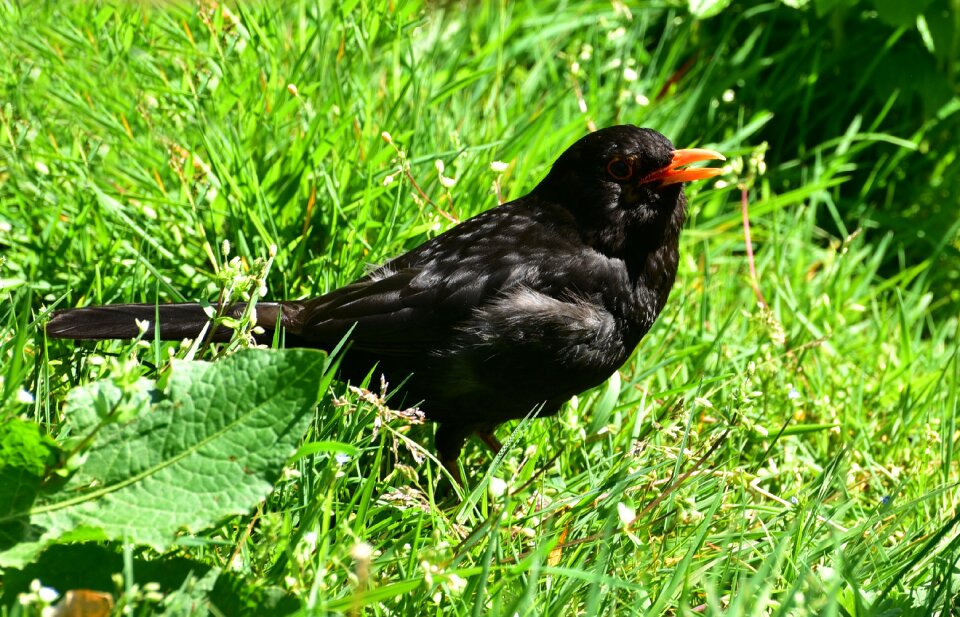 Nature animal plumage