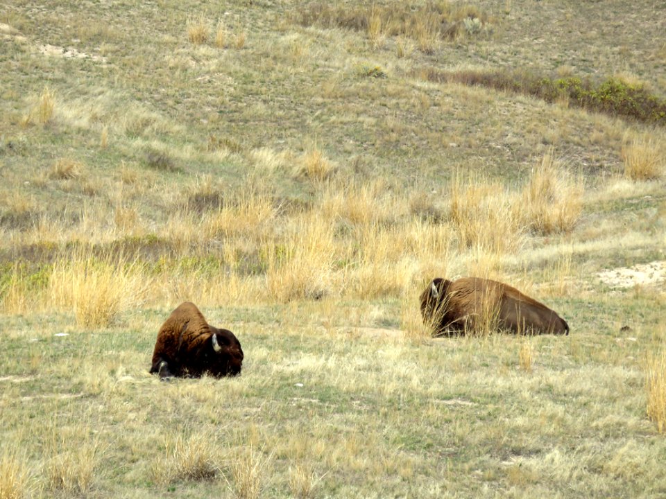National Bison Range in Montana