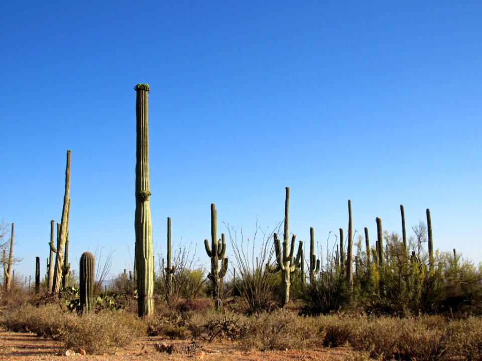 Saguaro NP in Arizona
