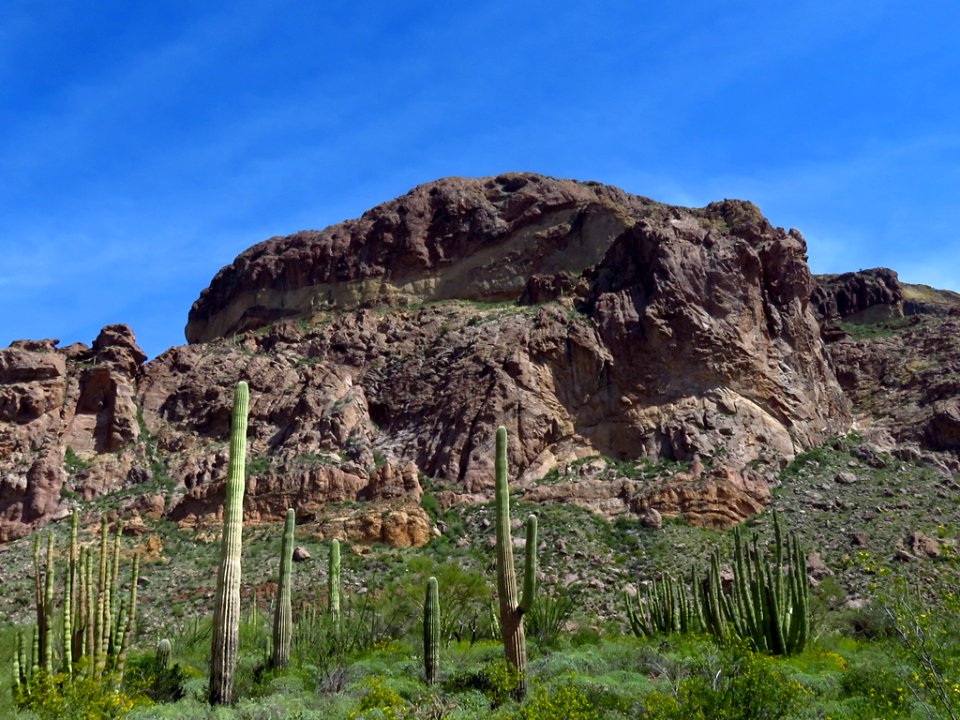 Organ Pipe Cactus NM in AZ